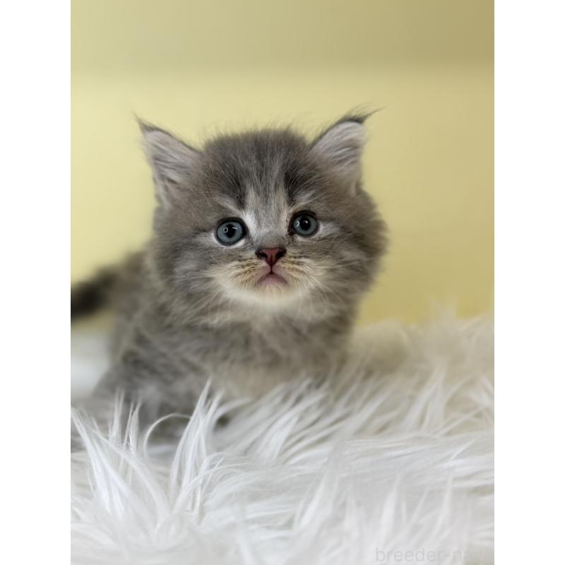 販売中の埼玉県のサイベリアン-136772の2枚目