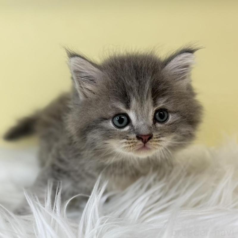 販売中の埼玉県のサイベリアン-136772の1枚目