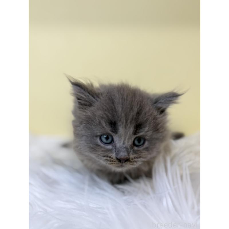 販売中の埼玉県のサイベリアン-136773の4枚目