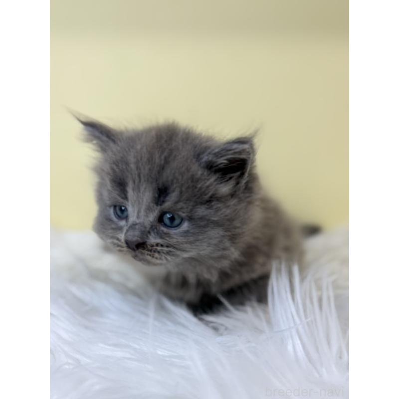 販売中の埼玉県のサイベリアン-136773の2枚目