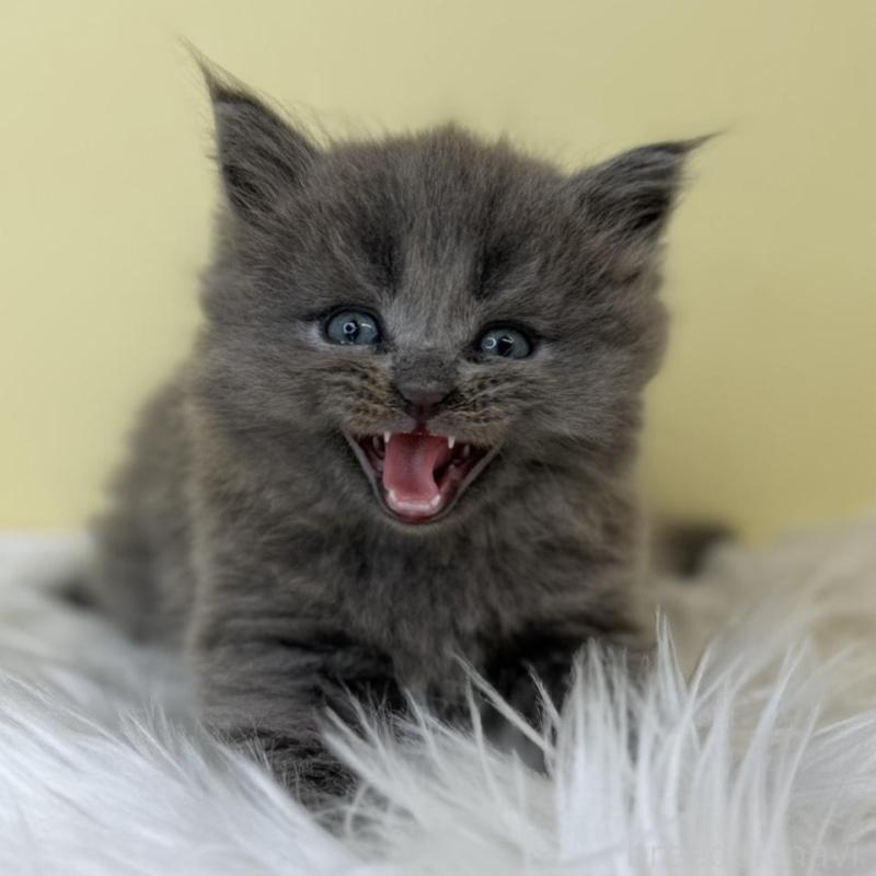 販売中の埼玉県のサイベリアン-136773の1枚目