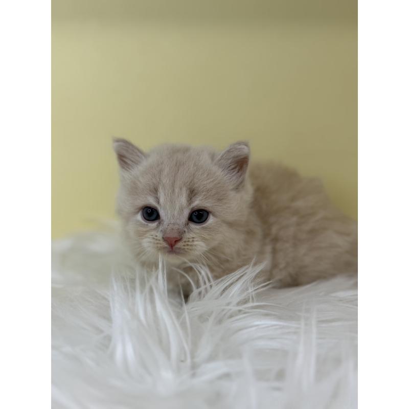 販売中の埼玉県のサイベリアン-136774の4枚目