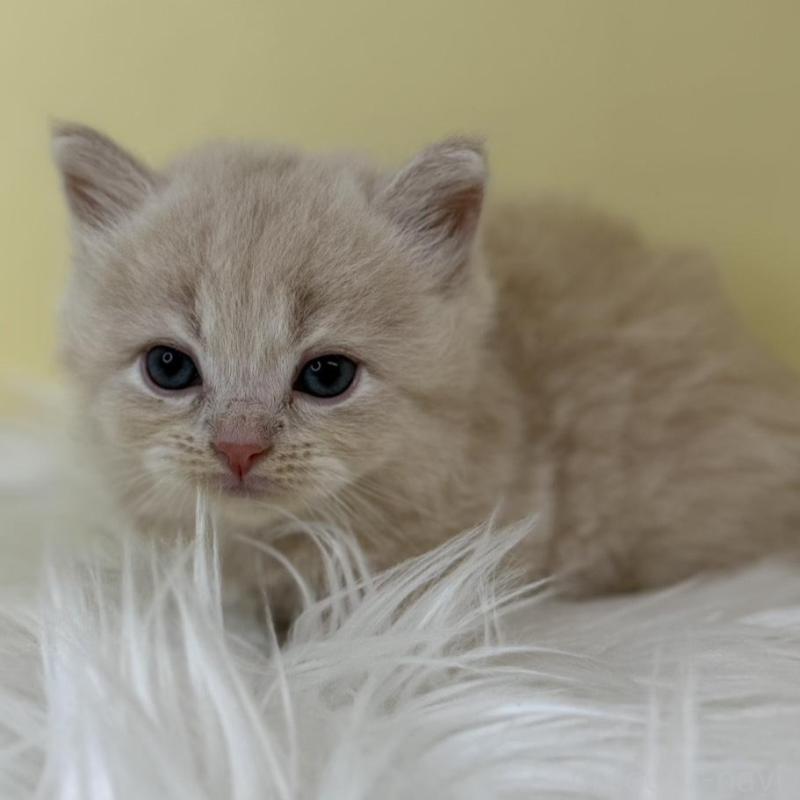 販売中の埼玉県のサイベリアン-136774の1枚目