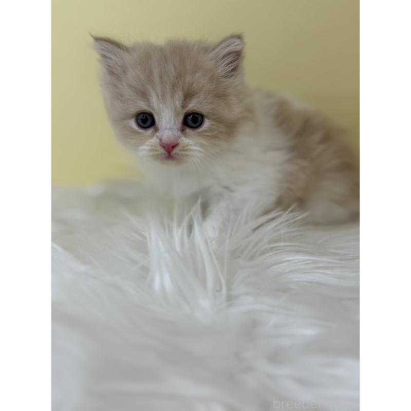 販売中の埼玉県のサイベリアン-136775の4枚目