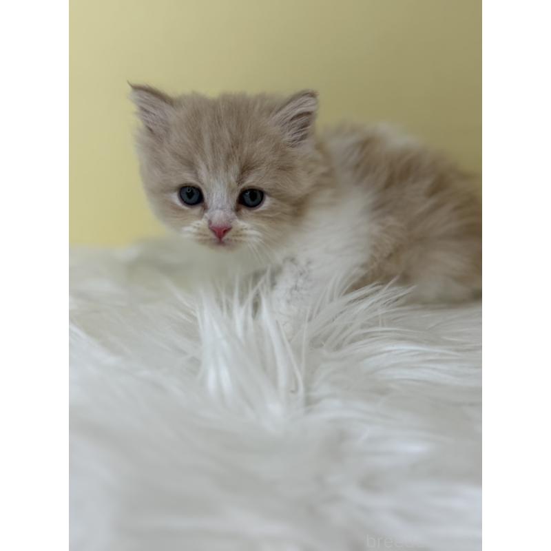 販売中の埼玉県のサイベリアン-136775の3枚目