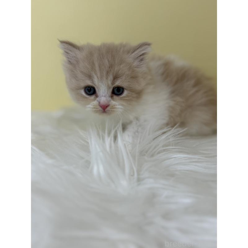 販売中の埼玉県のサイベリアン-136775の2枚目