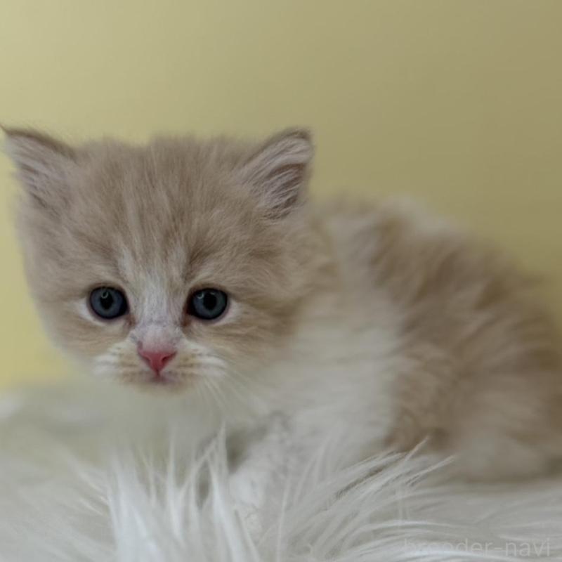 販売中の埼玉県のサイベリアン-136775の1枚目