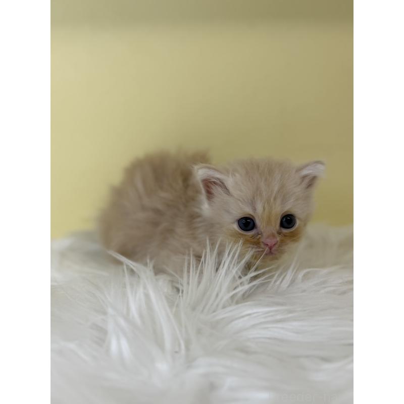 販売中の埼玉県のサイベリアン-136776の4枚目