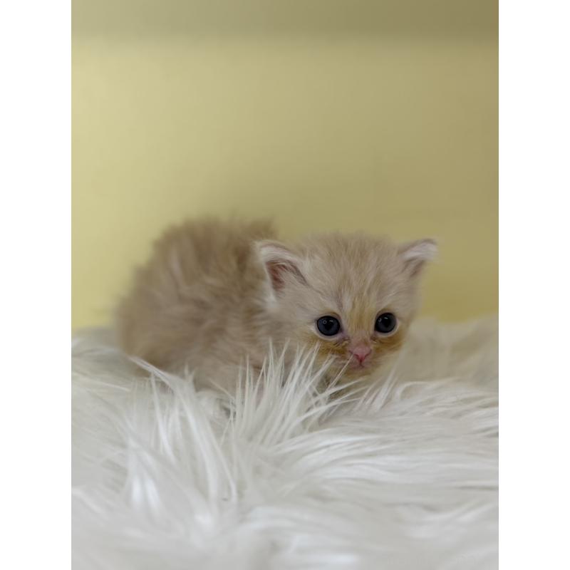 販売中の埼玉県のサイベリアン-136776の3枚目