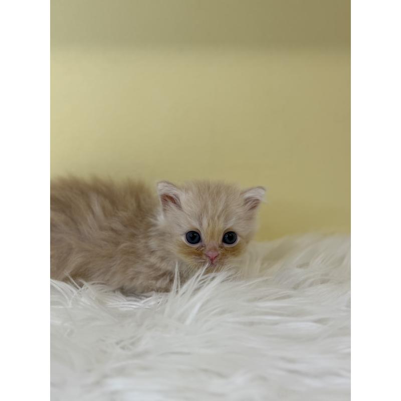 販売中の埼玉県のサイベリアン-136776の2枚目