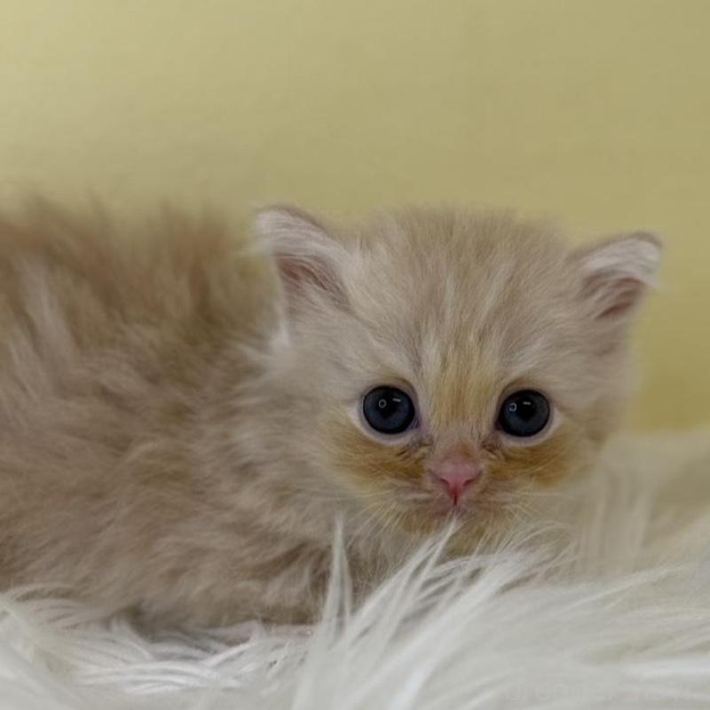 販売中の埼玉県のサイベリアン-136776の1枚目