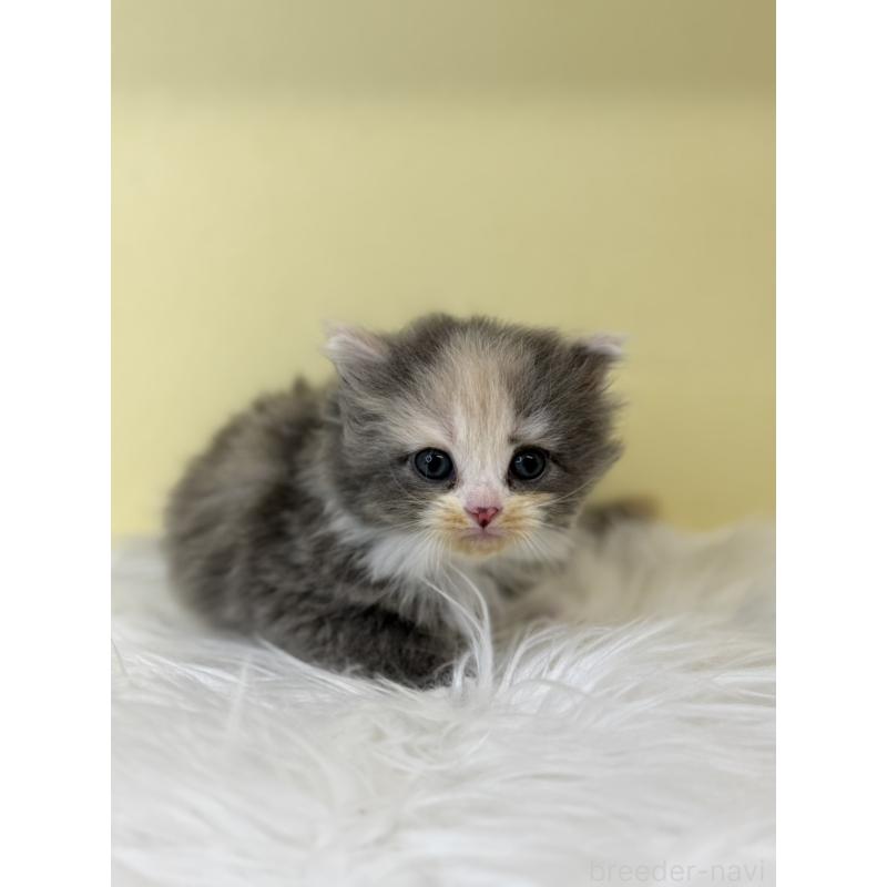 販売中の埼玉県のサイベリアン-136777の4枚目