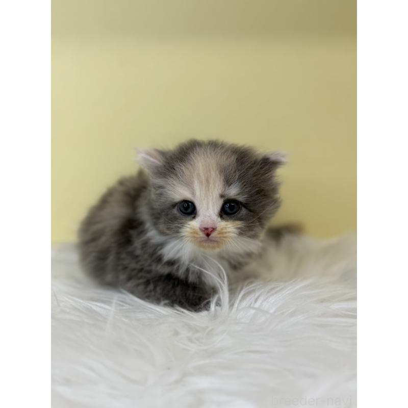 販売中の埼玉県のサイベリアン-136777の3枚目