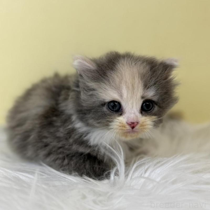 販売中の埼玉県のサイベリアン-136777の1枚目