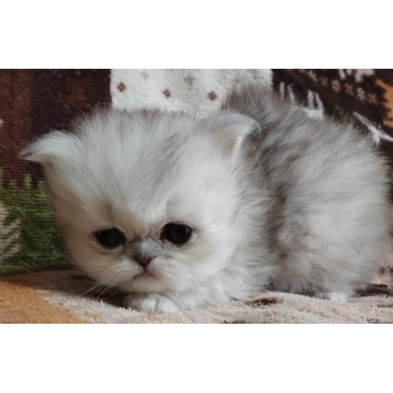 販売中の岡山県のペルシャ(チンチラ)-136874の3枚目