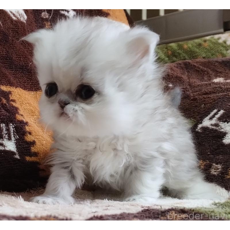 販売中の岡山県のペルシャ(チンチラ)-136874の2枚目