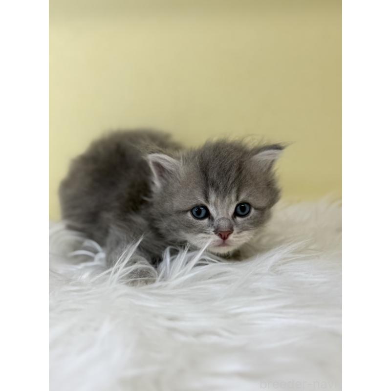 販売中の埼玉県のサイベリアン-136779の4枚目