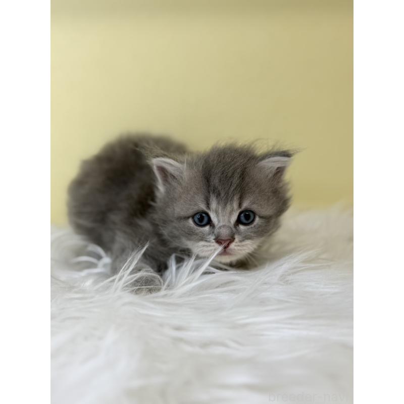 販売中の埼玉県のサイベリアン-136779の3枚目