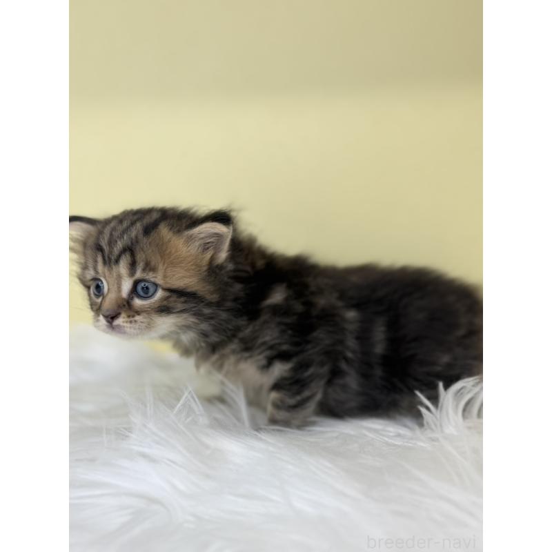 販売中の埼玉県のサイベリアン-136780の3枚目