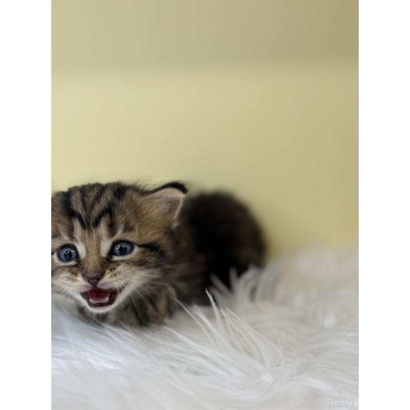 販売中の埼玉県のサイベリアン-136780の2枚目