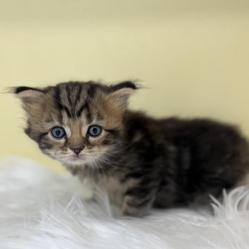 販売中の埼玉県のサイベリアン-136780の1枚目