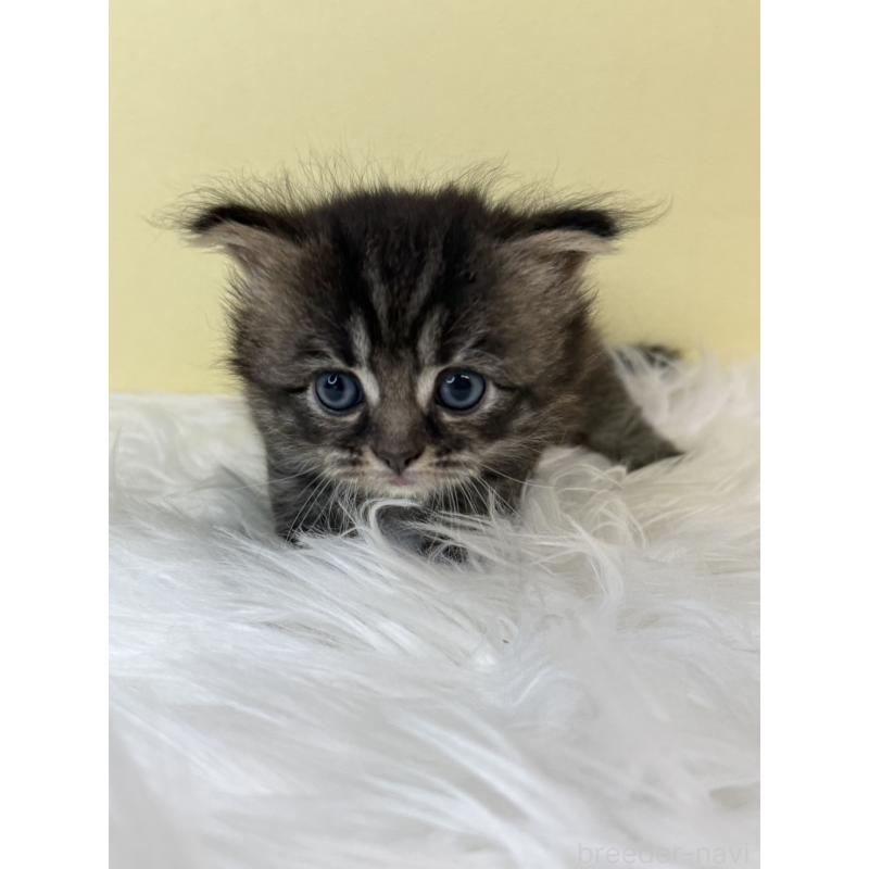 販売中の埼玉県のサイベリアン-136781の4枚目