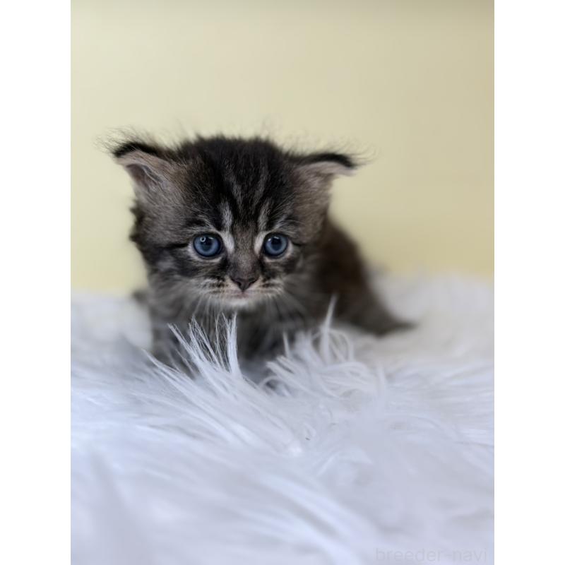 販売中の埼玉県のサイベリアン-136781の2枚目