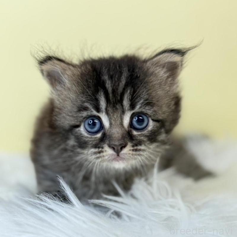 販売中の埼玉県のサイベリアン-136781の1枚目