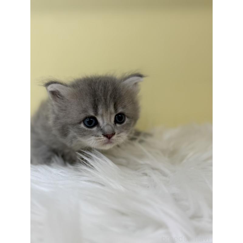 販売中の埼玉県のサイベリアン-136782の4枚目