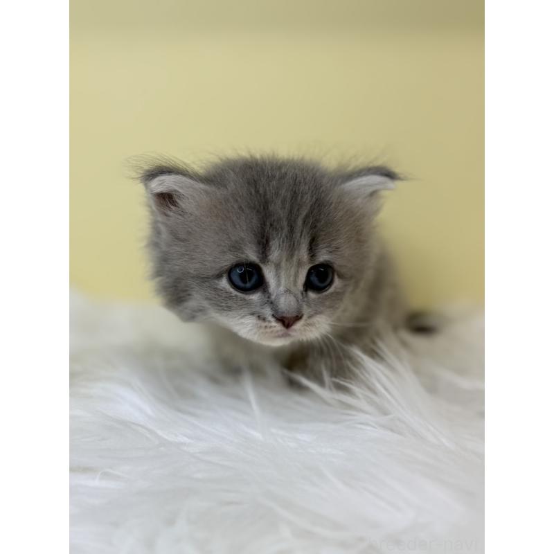 販売中の埼玉県のサイベリアン-136782の2枚目