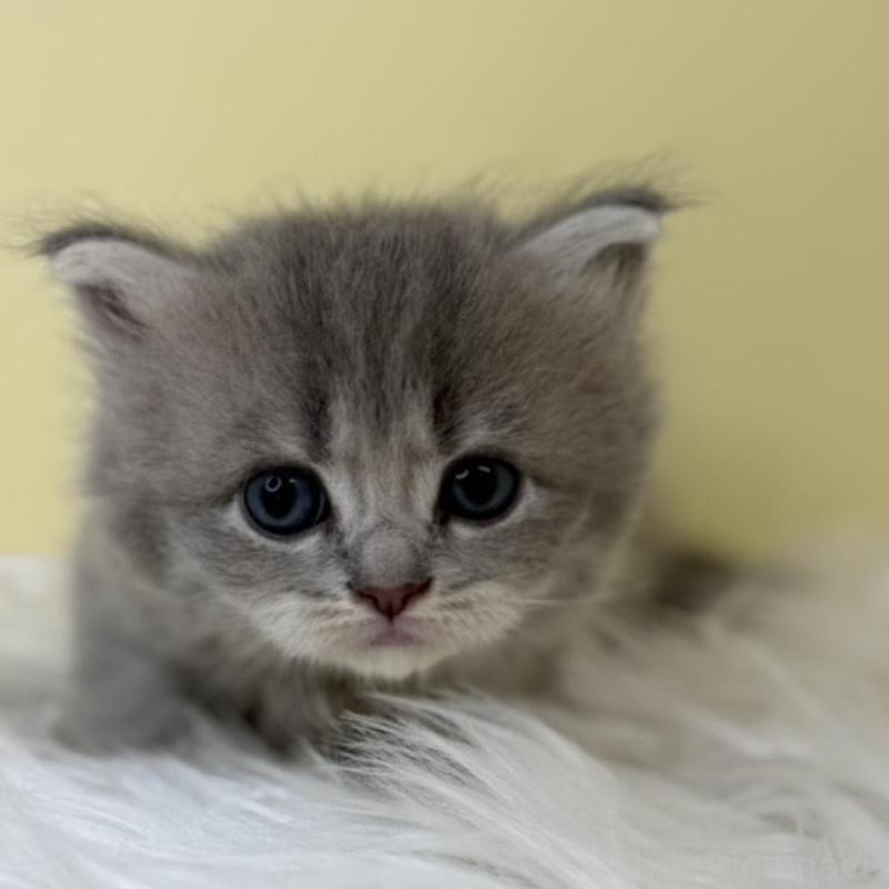 販売中の埼玉県のサイベリアン-136782の1枚目