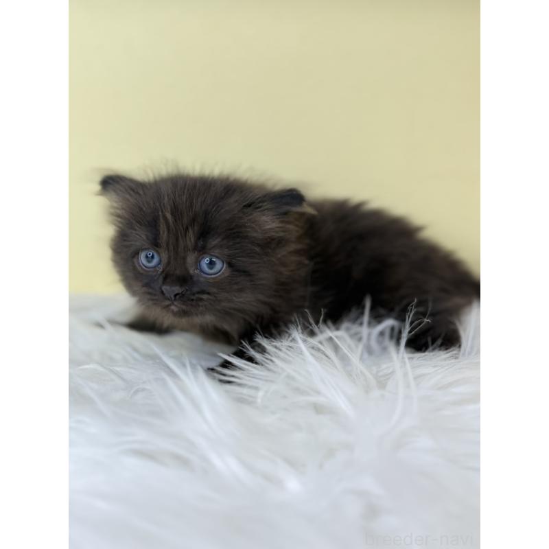 販売中の埼玉県のサイベリアン-136783の4枚目