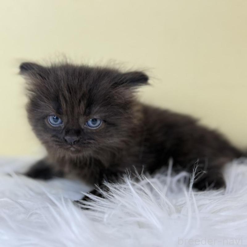 販売中の埼玉県のサイベリアン-136783の1枚目