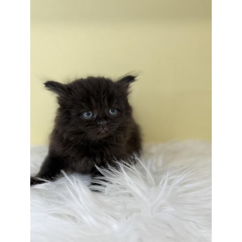 販売中の埼玉県のサイベリアン-136784の3枚目