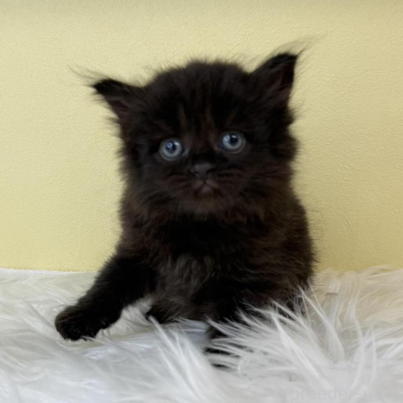 販売中の埼玉県のサイベリアン-136784の2枚目