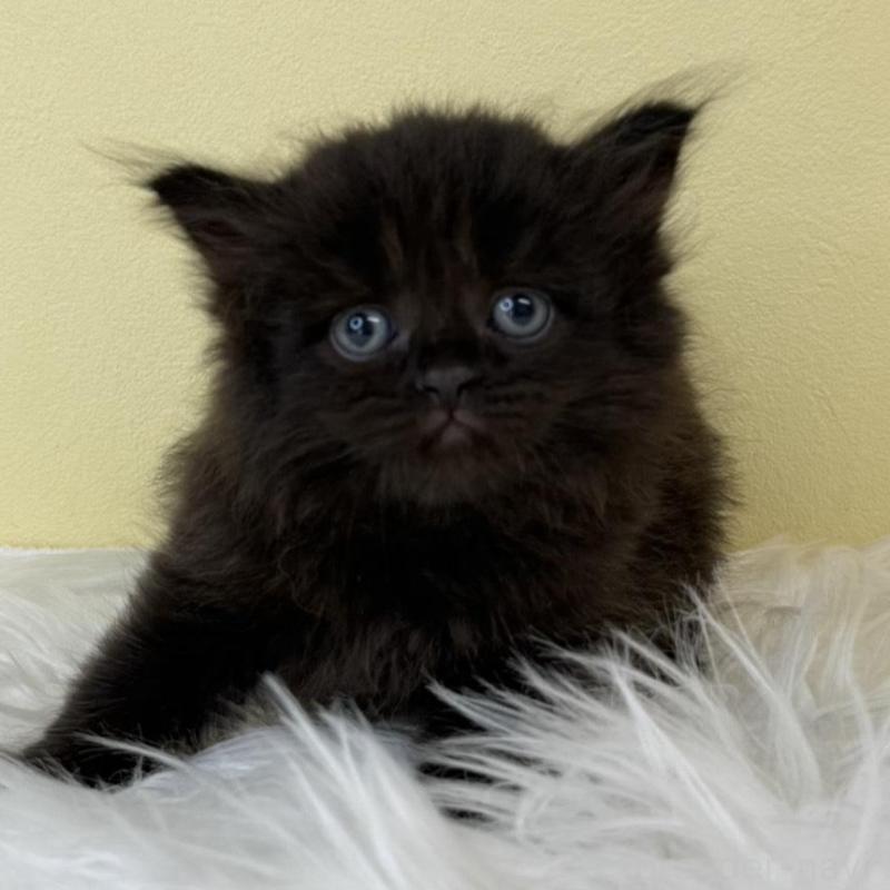 販売中の埼玉県のサイベリアン-136784の1枚目