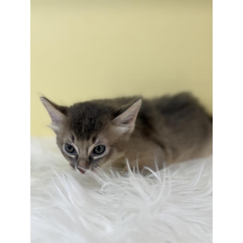 販売中の埼玉県のソマリ-136785の4枚目