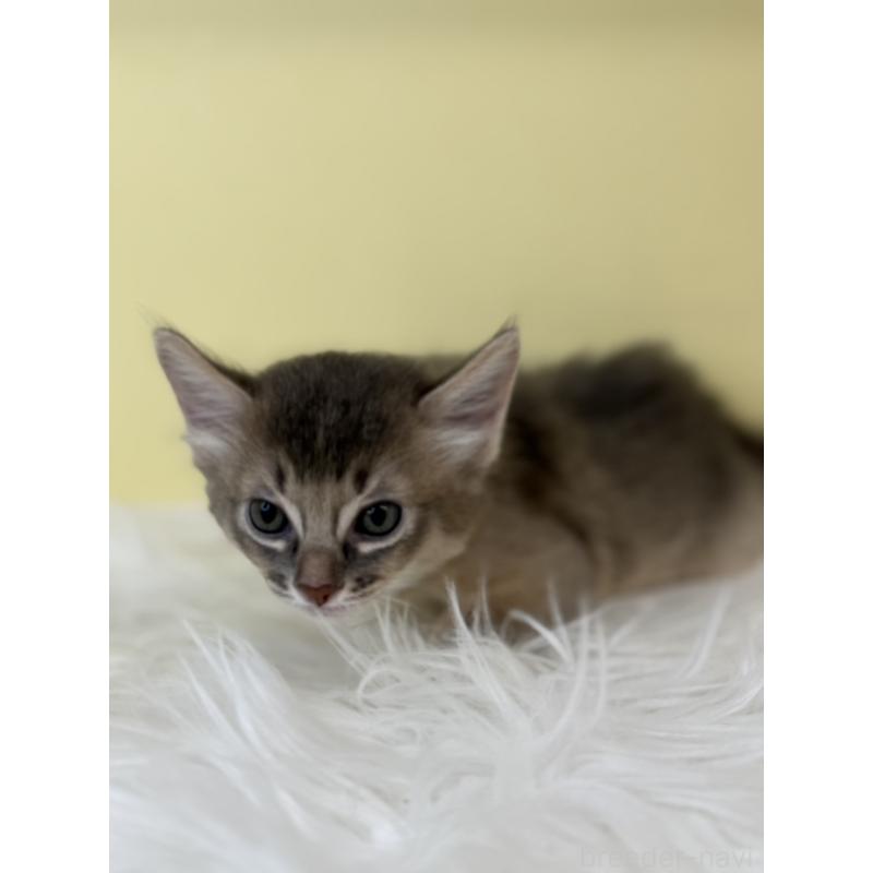 販売中の埼玉県のソマリ-136785の3枚目