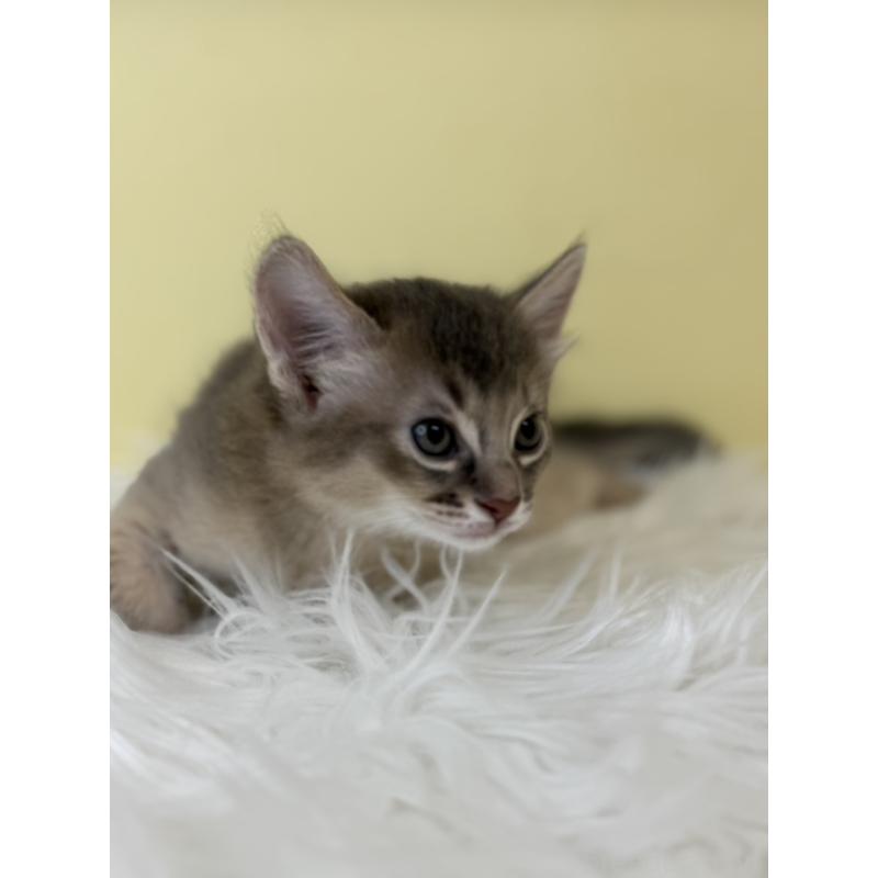 販売中の埼玉県のソマリ-136785の2枚目