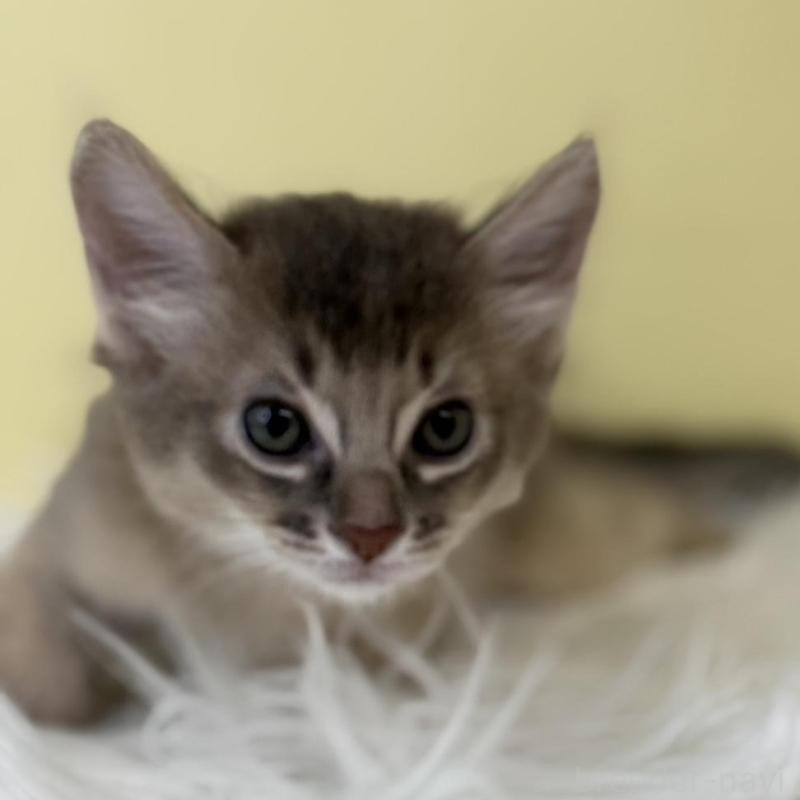 販売中の埼玉県のソマリ-136785の1枚目