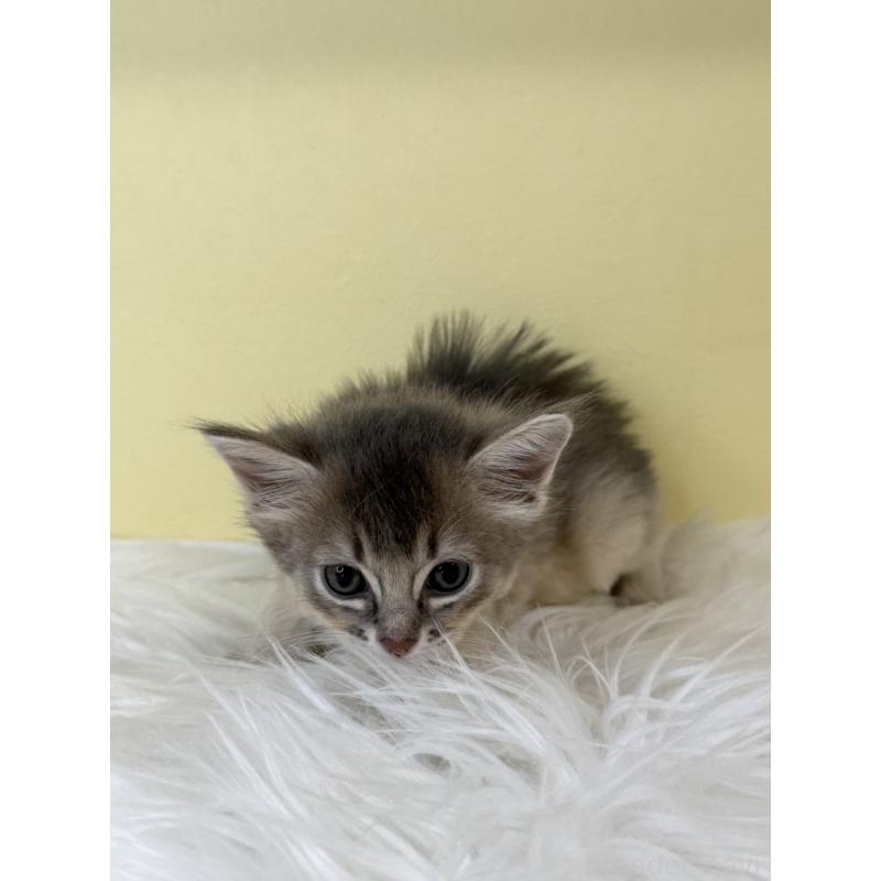 販売中の埼玉県のソマリ-136786の4枚目