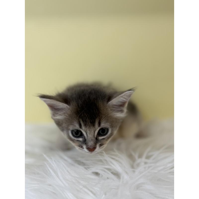 販売中の埼玉県のソマリ-136786の3枚目