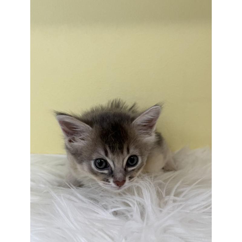 販売中の埼玉県のソマリ-136786の2枚目