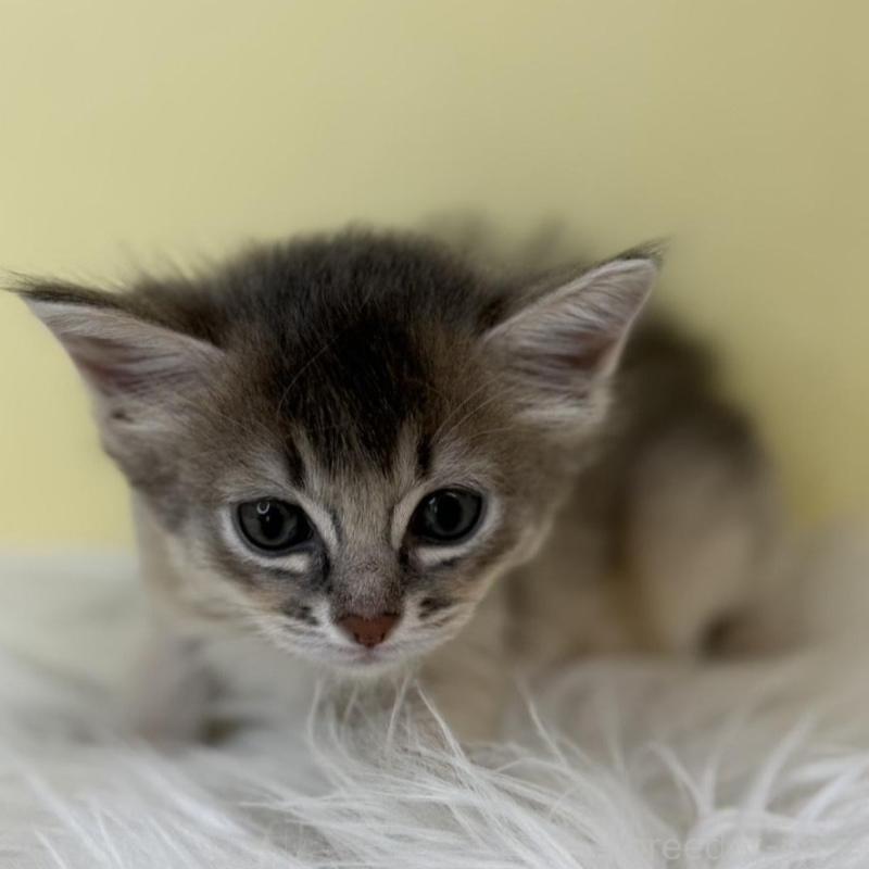 販売中の埼玉県のソマリ-136786の1枚目