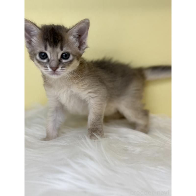 販売中の埼玉県のソマリ-136787の4枚目