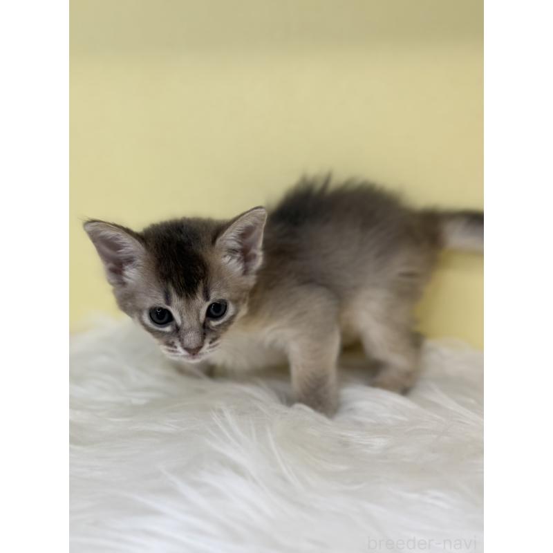 販売中の埼玉県のソマリ-136787の2枚目