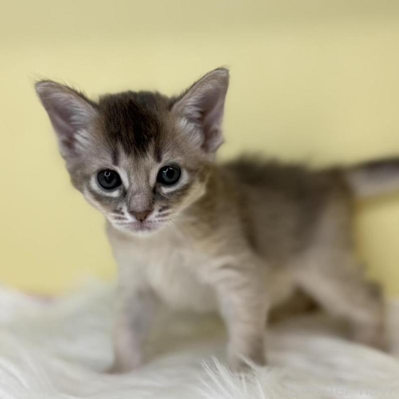 販売中の埼玉県のソマリ-136787の1枚目