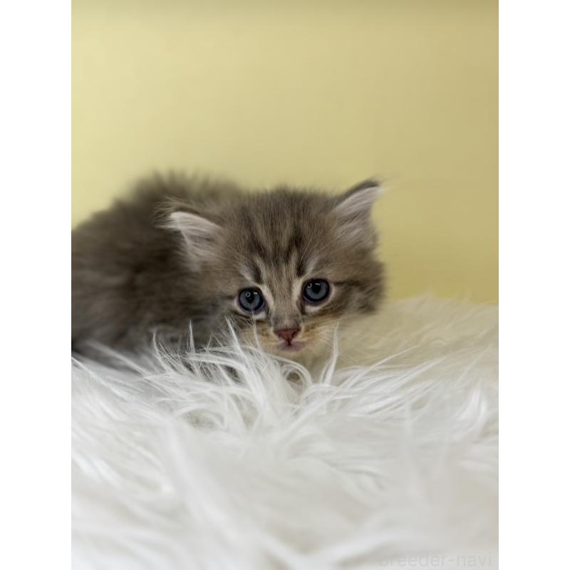 販売中の埼玉県のサイベリアン-136788の4枚目