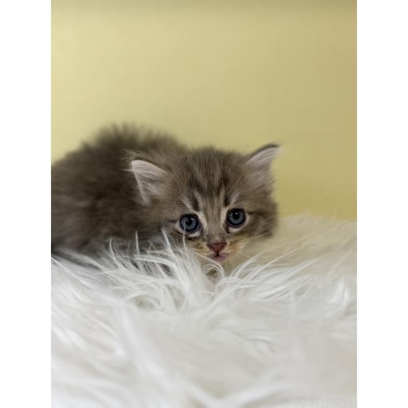 販売中の埼玉県のサイベリアン-136788の3枚目