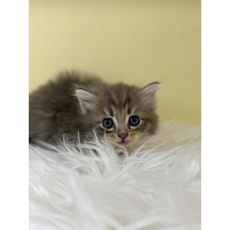 販売中の埼玉県のサイベリアン-136788の2枚目